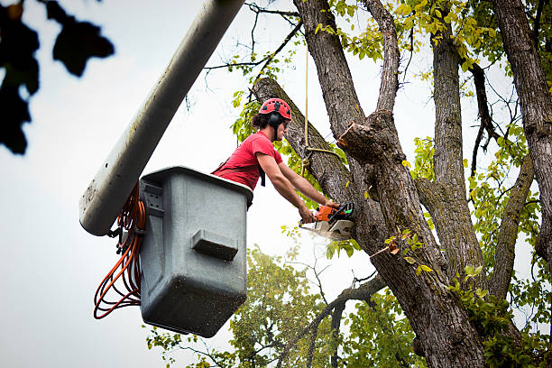 Best Tree Removal Near Me  in Spanish Fork, UT